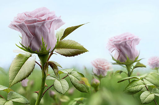 Рекламные фотографии Peter Lippmann